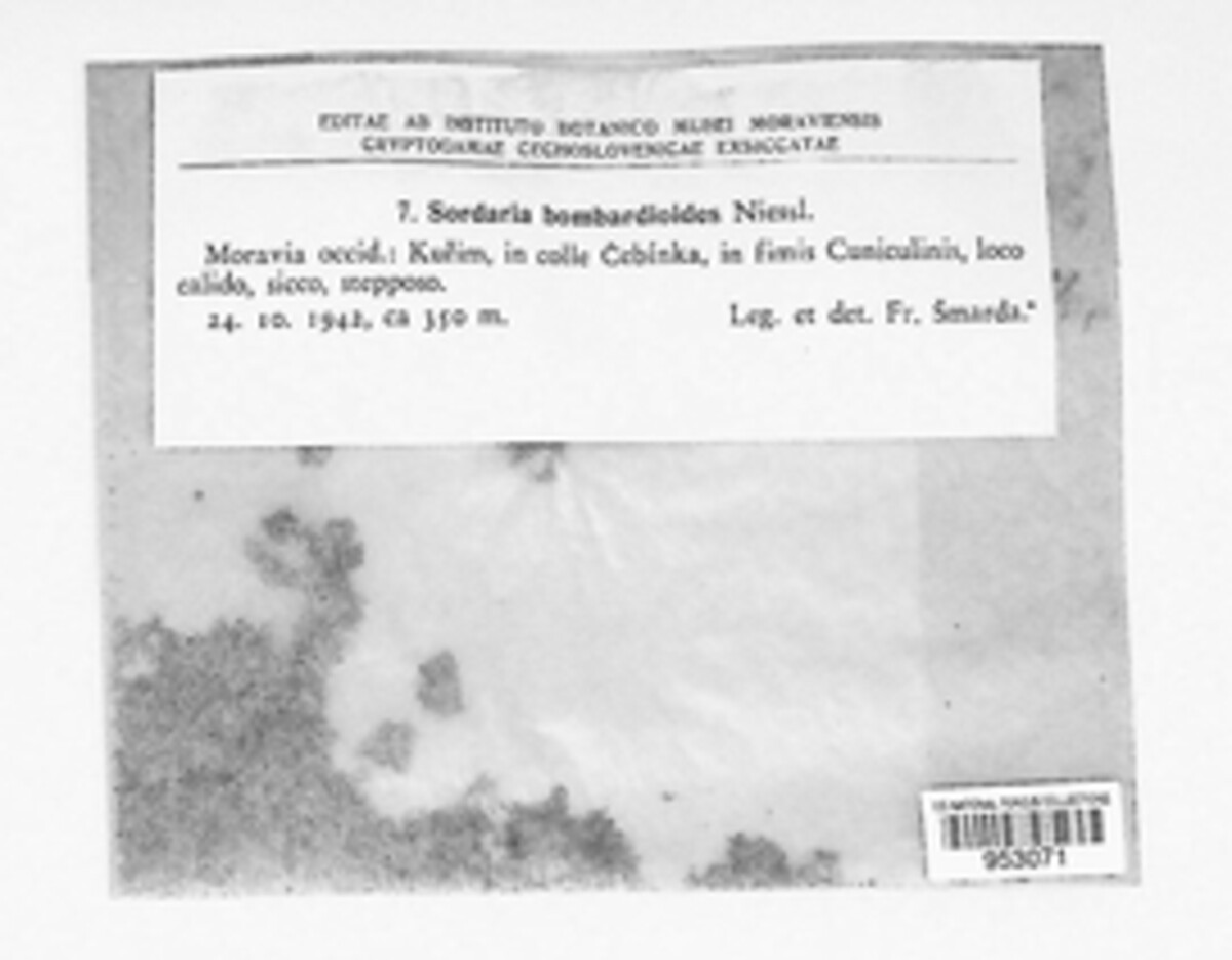 Bombardioidea image